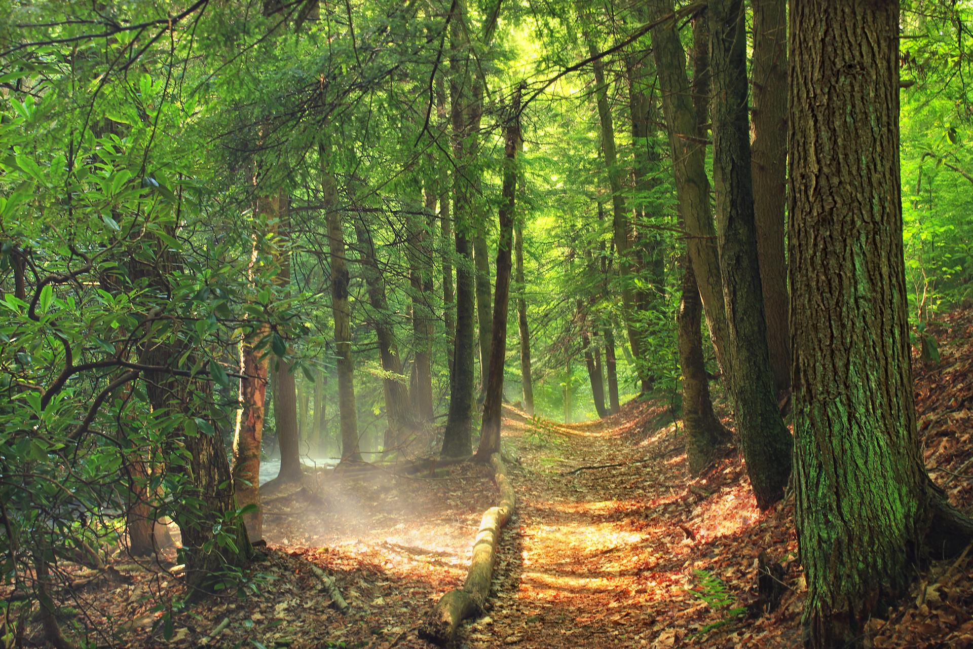Sunlit forest trail in the Pocono Mountains